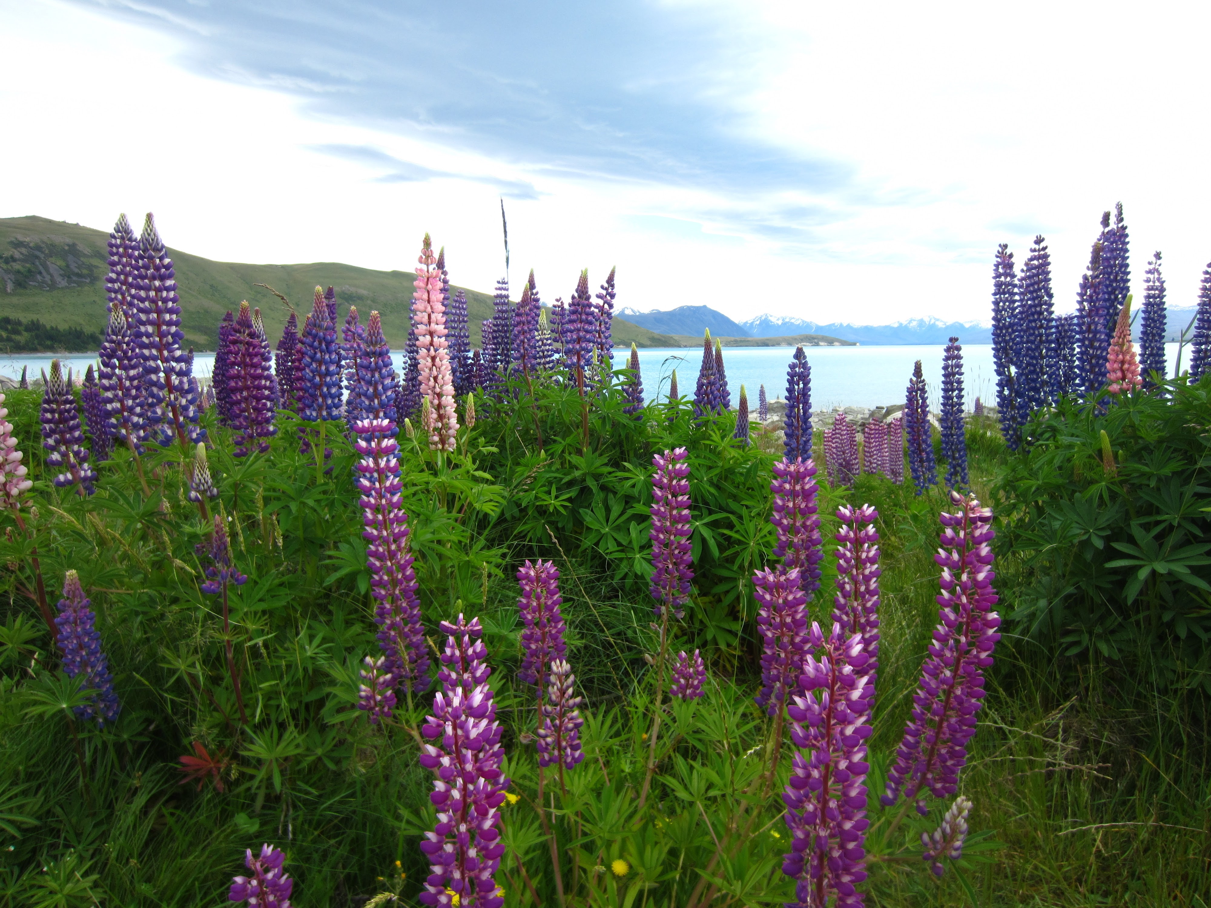 In the foreground are ~65 lupines. They range in color from very light pink to bright reddish purple to a deep blue purple. They are surrounded by lush bright green plants, including lupine leaves. Behind the lupines is a sky blue lake. Beyond the lake on the left is a green hill. Beyond the lake on the right, much further away, are snow covered mountains. The sky in the photograph appears white. 